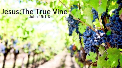 Jesus The True Vine
